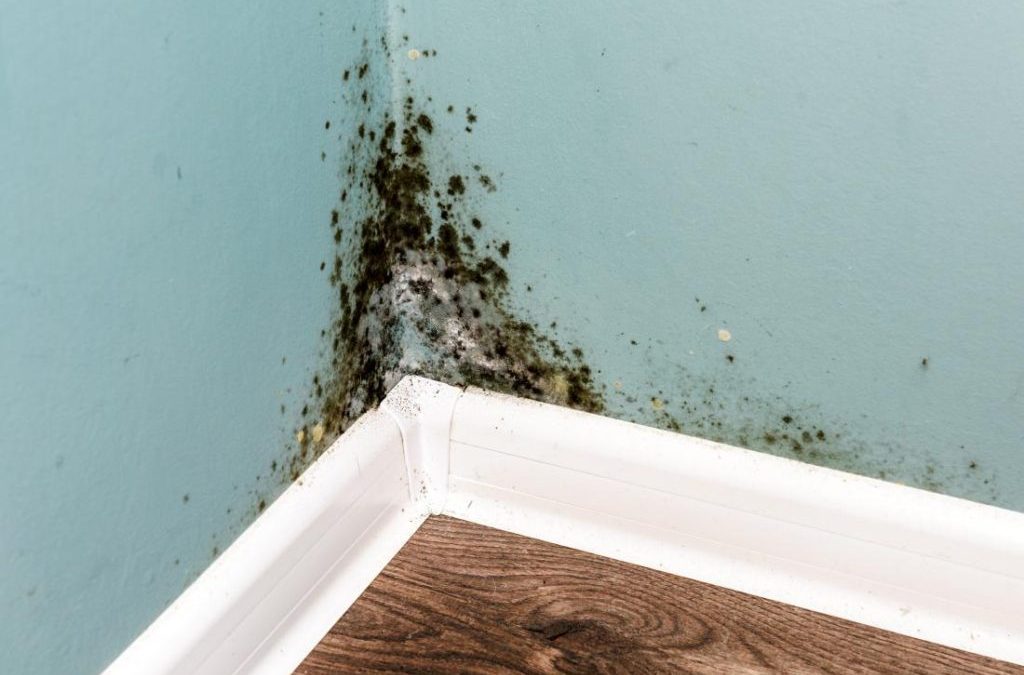Can a new house have mold?