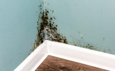 Can a new house have mold?