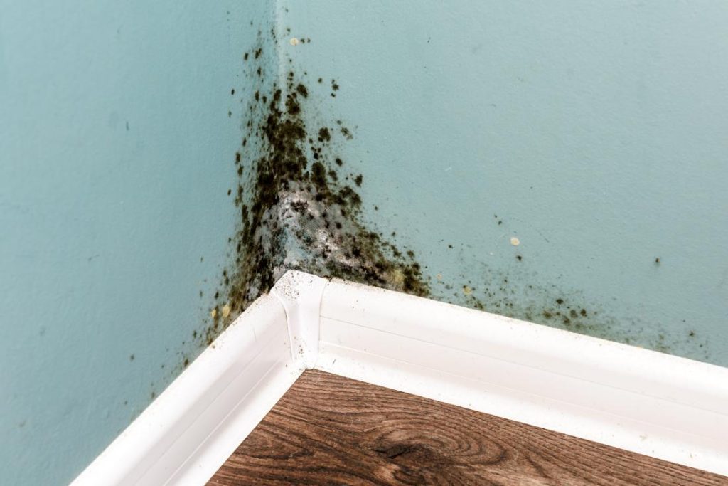 Can a new house have mold? Austin Mold Testing