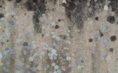 Does a home inspection check for mold? 
