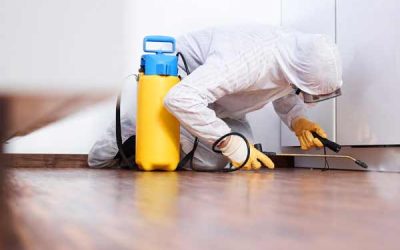 How do professionals get rid of mold? 
